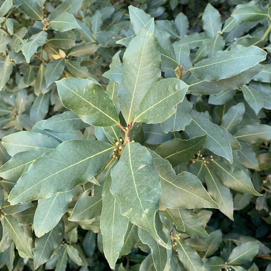 Ground Laurel Bay Leaves - Single Origin Spice & Seasoning