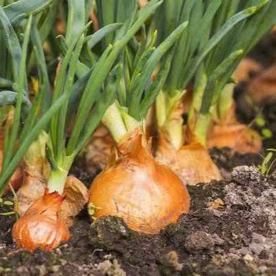 Minced Onion - Single Origin Spice & Seasoning