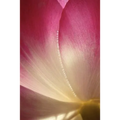Phyla of Joy - Paperback