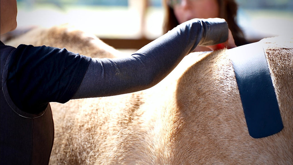 Horse 4-Way Functional Taping Tape — Biomechanic Support