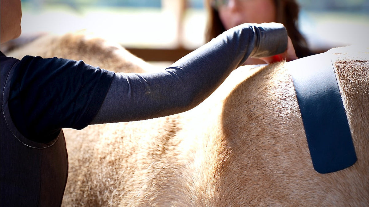 Horse 4-Way Functional Taping Tape — Biomechanic Support