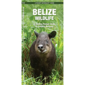 Belize Wildlife: A Folding Pocket Guide to Familiar Animals - Paperback