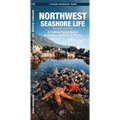 Northwest Seashore Life, 2nd Ed: A Folding Pocket Guide to Familiar Animals & Plants - Paperback