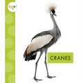 Cranes - Paperback