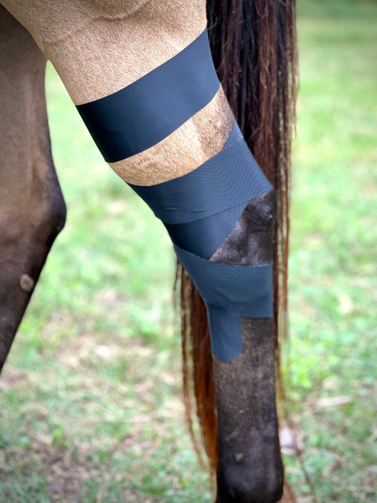 Horse 4-Way Functional Taping Tape — Biomechanic Support