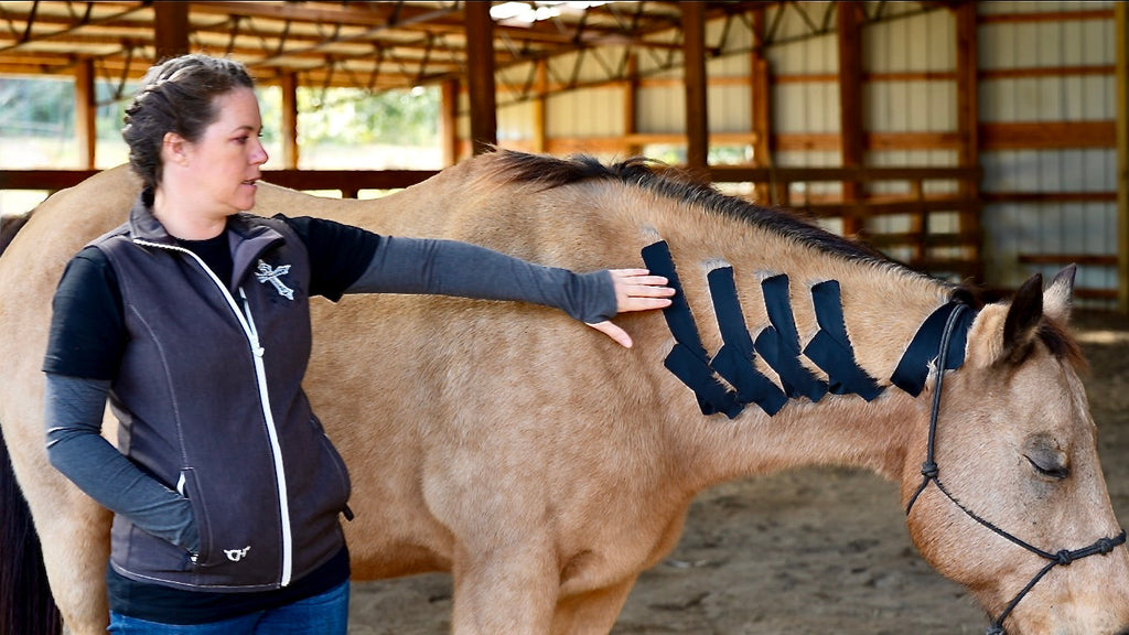 Horse 4-Way Functional Taping Tape — Biomechanic Support