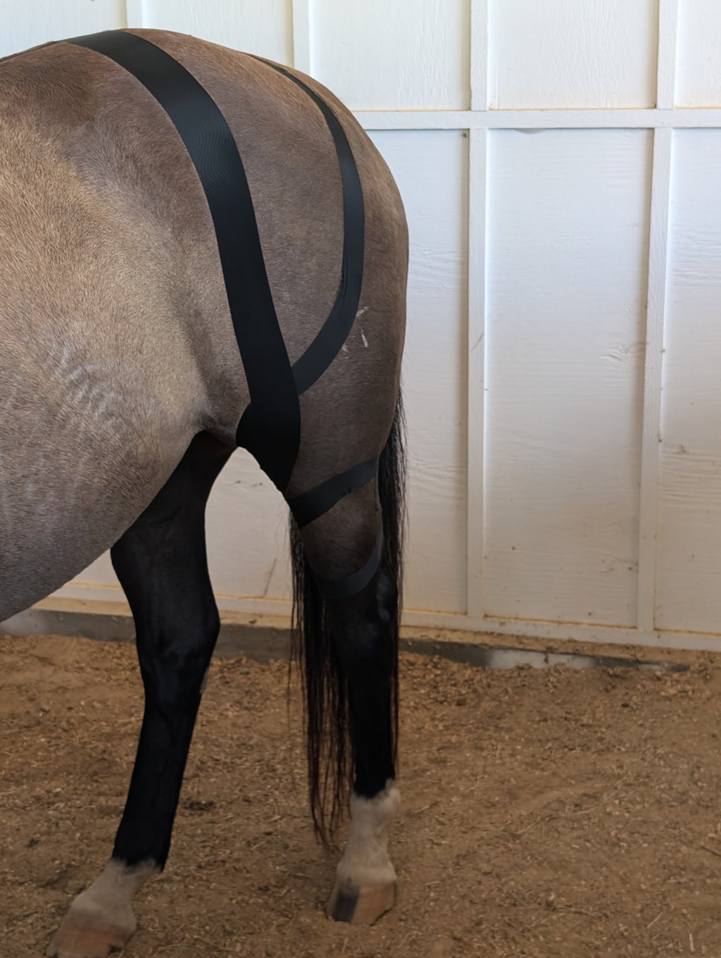 Horse 4-Way Functional Taping Tape — Biomechanic Support