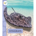 Stingrays - Paperback