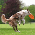 Trixie Agility Dog Training Flying Disc Floating Toy 23cm